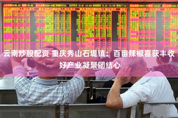 云南炒股配资 重庆秀山石堤镇：百亩辣椒喜获丰收 好产业凝聚团结心